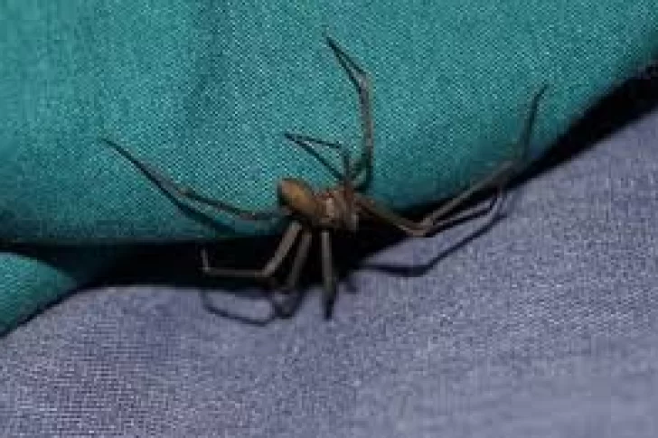 Una mujer, internada luego de haber sido mordida por una araña en su casa