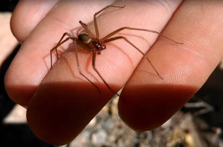 La peligrosa “araña de rincón” se cobró la vida de una nena de un año y medio