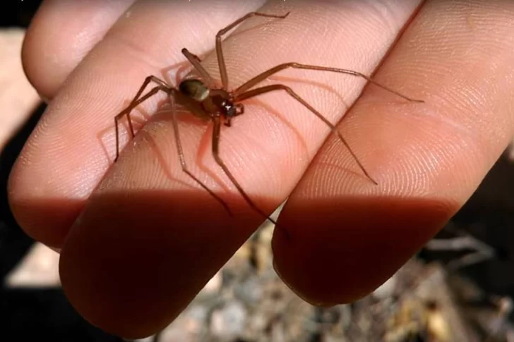 La peligrosa “araña de rincón” se cobró la vida de una nena de un año y medio