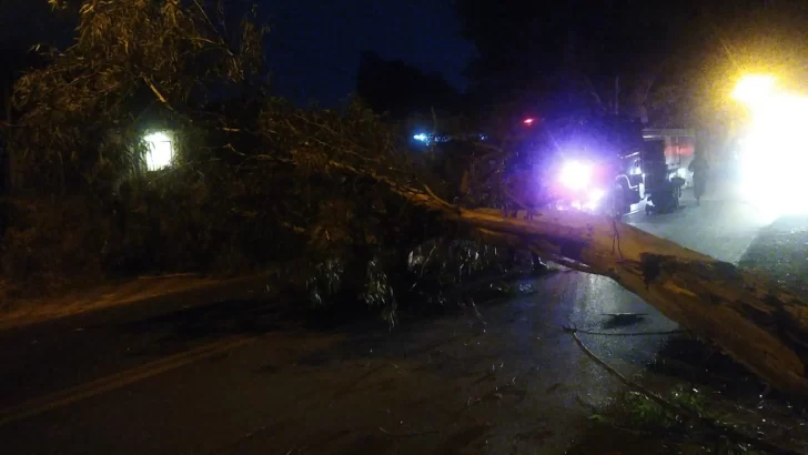 Iba con sus hijos y frenó justo a tiempo: un enorme eucalipto se desplomó frente a ellos Iba con sus hijos y frenó justo a tiempo: un enorme eucalipto se desplomó frente a ellos