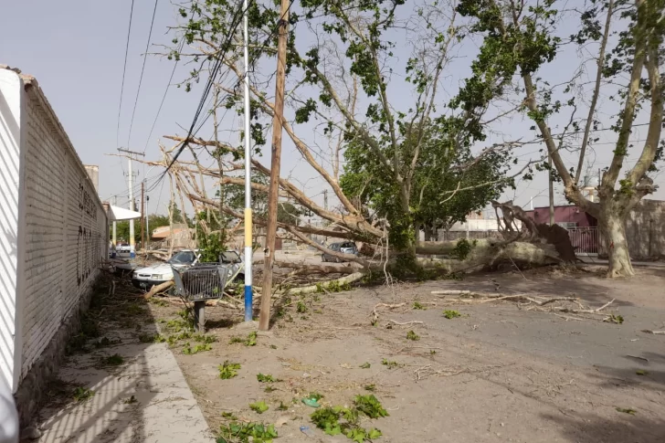 Por el fuerte viento de ayer, un enorme árbol cayó sobre dos autos