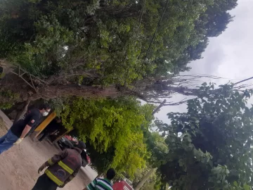 Una familia quedó atrapada en su casa tras la caída de un árbol sobre el tendido eléctrico