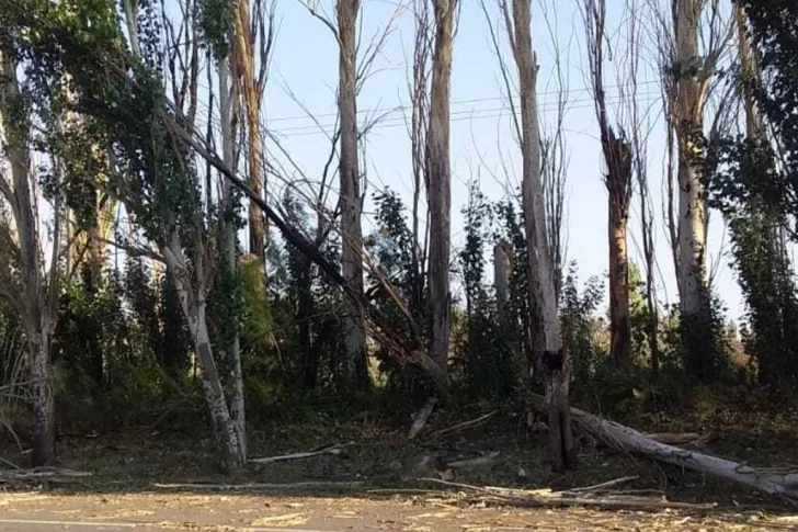 Problema sin fin: la plaga de los árboles de calle Laprida que ensucia las veredas hace 40 años