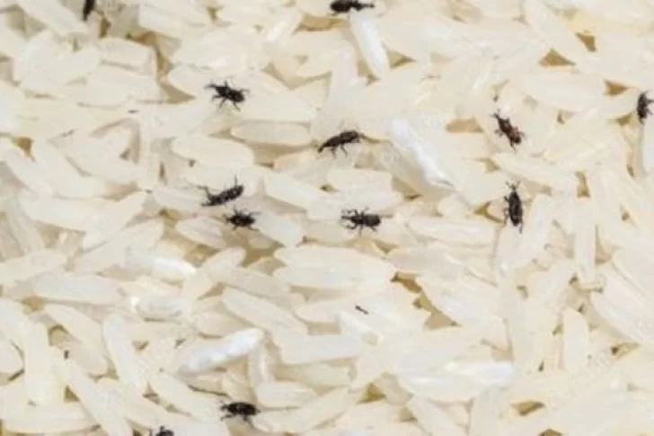 Repartieron arroz con gorgojos y el intendente pidió que lo coman igual: “Hacen bien para el cáncer”