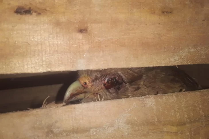 Un grupo de niños atacaban un ave y los Bomberos la salvaron