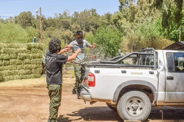 Luego del allanamiento a una vivienda lograron rescatar 17 aves