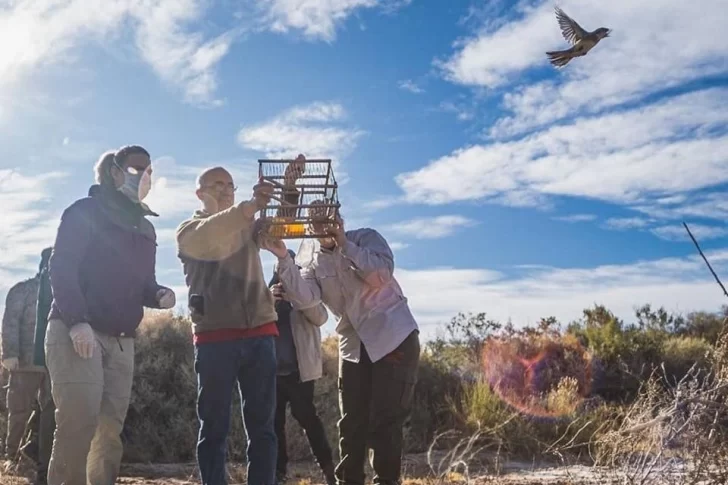 Liberaron 36 aves silvestres que fueron rehabilitadas en el Parque Faunístico