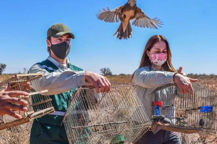 Liberaron casi 100 aves de distintas especies que habían sido rescatadas en operativos