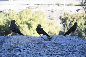 Liberaron 7 ibiñas y 7 gavilanes que fueron rehabilitados