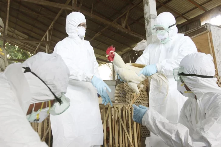 Alerta por detección de un caso de transmisión de una nueva cepa de gripe aviar a humanos