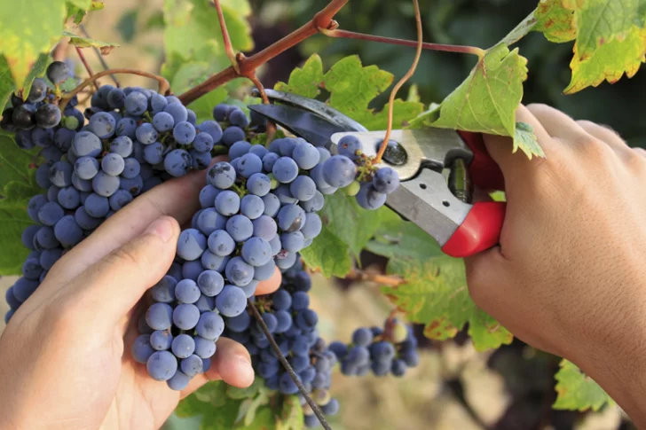 Tras dos años malos, el sector vitivinícola espera un 2018 de “equilibrios”