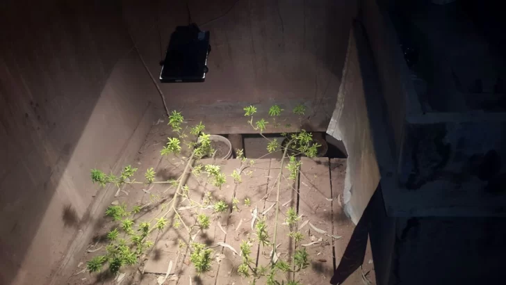 Gendarmería secuestró armas y plantas de marihuana en Calingasta