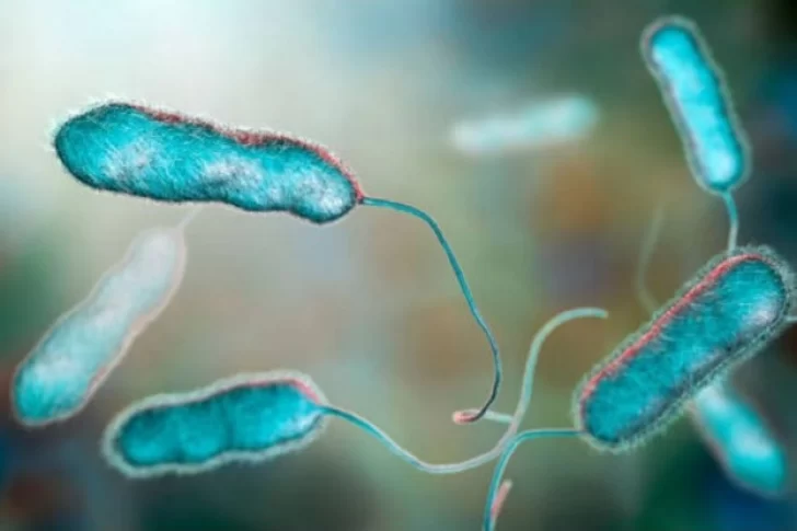 Descubren la bacteria más grande del mundo y es visible al ojo humano