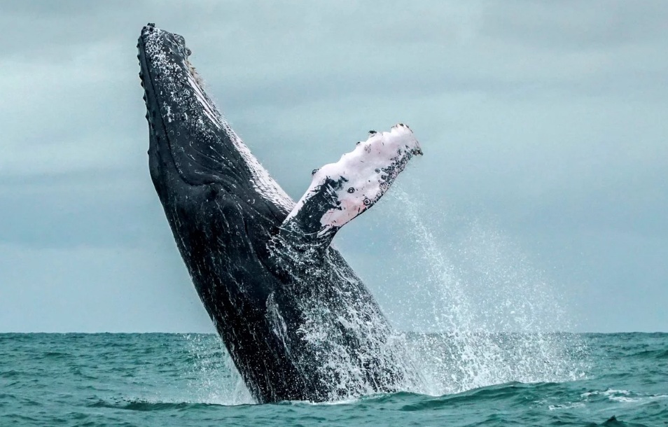 En México, una ballena aplastó una lancha y dejó varios heridos