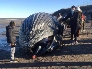 Una “ballena jorobada” apareció muerta y alertan sobre los peligros de tocarla