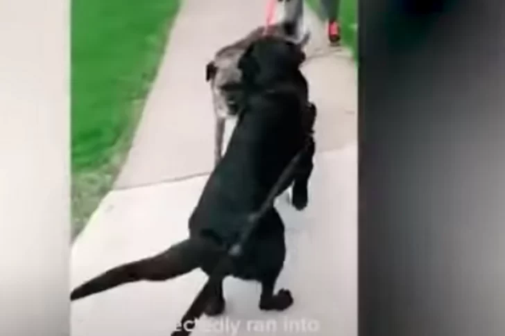 Dos perros pasaron mucho tiempo sin verse y su reencuentro se hizo viral