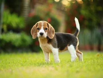 Repudio a un experimento científico que planea sacrificar a más de 30 cachorros Beagle Repudio a un experimento científico que planea sacrificar a más de 30 cachorros Beagle