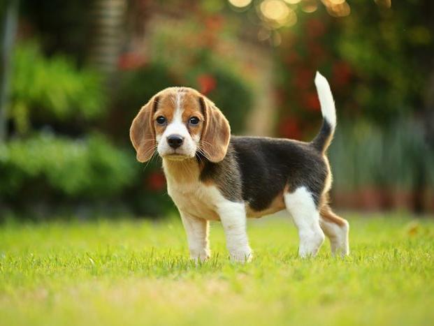 Repudio a un experimento científico que planea sacrificar a más de 30 cachorros Beagle Repudio a un experimento científico que planea sacrificar a más de 30 cachorros Beagle