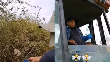 Guardaron un panal de abejas en una bolsa y se lo dieron como obsequio a un amigo Guardaron un panal de abejas en una bolsa y se lo dieron como obsequio a un amigo