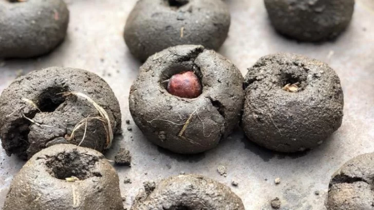 “Bombas de semillas”: la estrategia de los guardaparques para reforestar las sierras de Córdoba “Bombas de semillas”: la estrategia de los guardaparques para reforestar las sierras de Córdoba