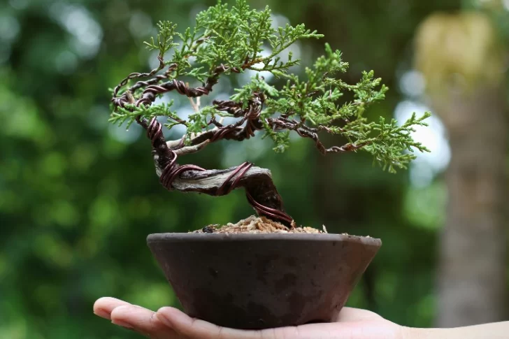 Cómo cuidar un bonsái y no desesperar en el intento