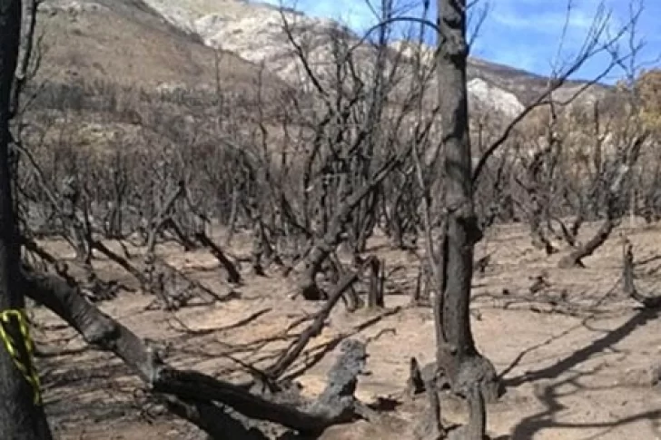 Planifican la restauración de los bosques afectados por los incendios en el Sur