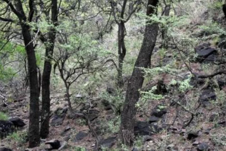 San Juan recibirá casi $200 mil para enriquecer bosques