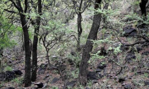 San Juan recibirá casi $200 mil para enriquecer bosques