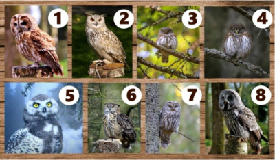 Test visual: elegí un búho y obtené un consejo para tu vida Test visual: elegí un búho y obtené un consejo para tu vida