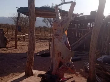 Lo detuvieron por faenar clandestinamente burros Lo detuvieron por faenar clandestinamente burros