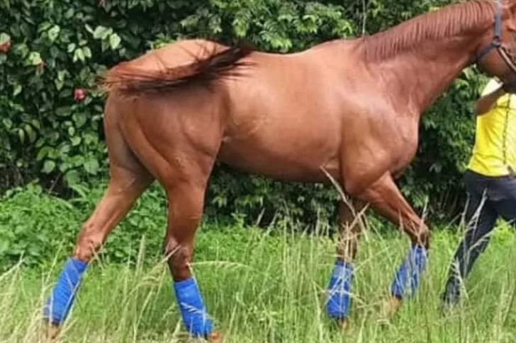 Un niño de 10 años terminó fracturado luego de caer de un caballo