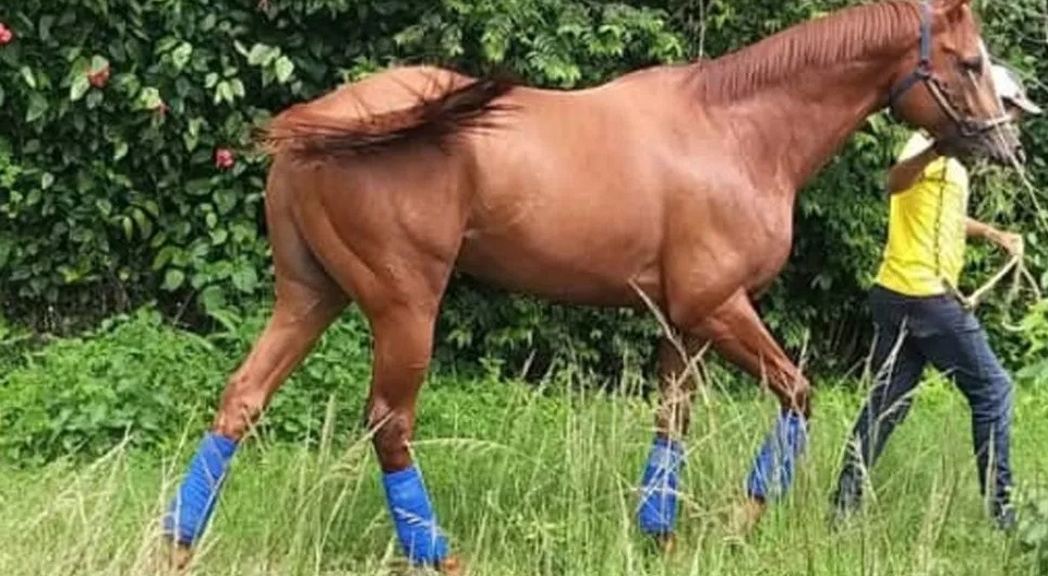 Un chico de 7 años cayó de un caballo y sufrió una fractura de cráneo Un chico de 7 años cayó de un caballo y sufrió una fractura de cráneo