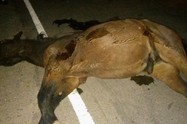 Las terribles fotos del accidente entre la combi y los caballos