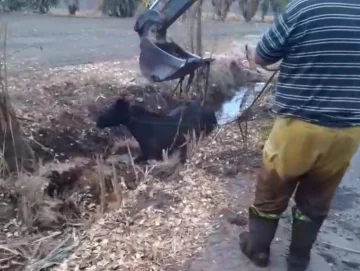 Casi tres horas de tareas para salvar a un caballo enterrado en un canal Casi tres horas de tareas para salvar a un caballo enterrado en un canal