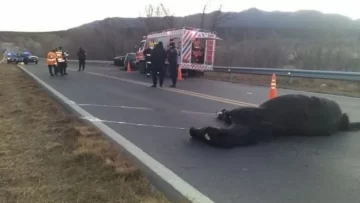 Llevaba a su nieta al colegio, chocó su auto con un caballo y murió Llevaba a su nieta al colegio, chocó su auto con un caballo y murió