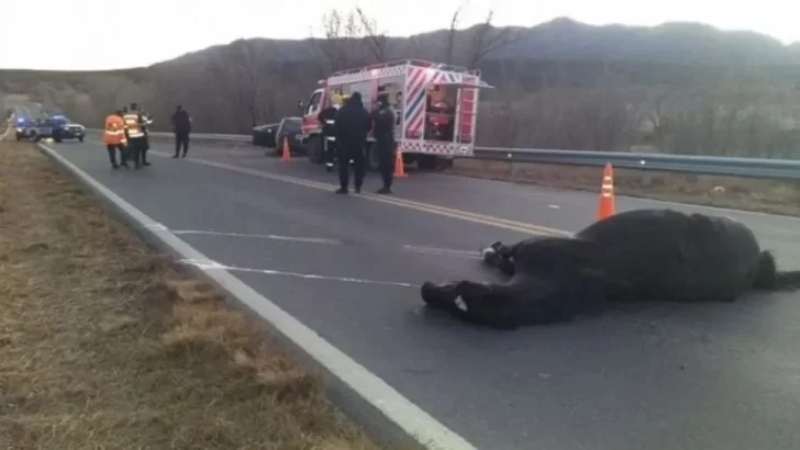 Llevaba a su nieta al colegio, chocó su auto con un caballo y murió Llevaba a su nieta al colegio, chocó su auto con un caballo y murió
