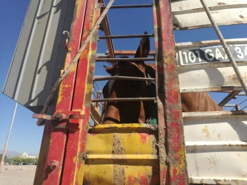 Denuncian que un caballo lleva un día adentro de un carro, al Sol, sin agua ni comida Denuncian que un caballo lleva un día adentro de un carro, al Sol, sin agua ni comida