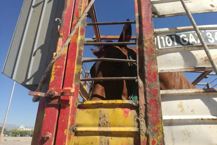 Murieron dos caballos luego de una carrera e investigan las causas