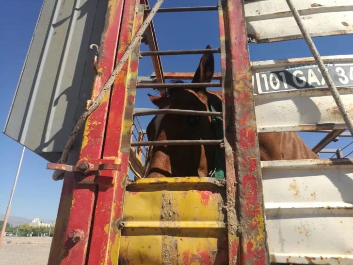 Denuncian que un caballo lleva un día adentro de un carro, al Sol, sin agua ni comida Denuncian que un caballo lleva un día adentro de un carro, al Sol, sin agua ni comida