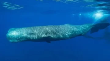 Encuentran un cachalote muerto y le abren la panza: lo que había dentro los volvió millonarios Encuentran un cachalote muerto y le abren la panza: lo que había dentro los volvió millonarios