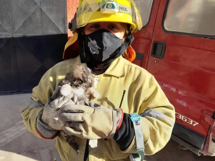Rescataron a un cachorrito que cayó en un pozo de 4 metros Rescataron a un cachorrito que cayó en un pozo de 4 metros