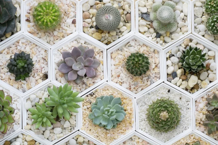 ¡Que no se te sequen los cactus! Tips y claves para su cuidado