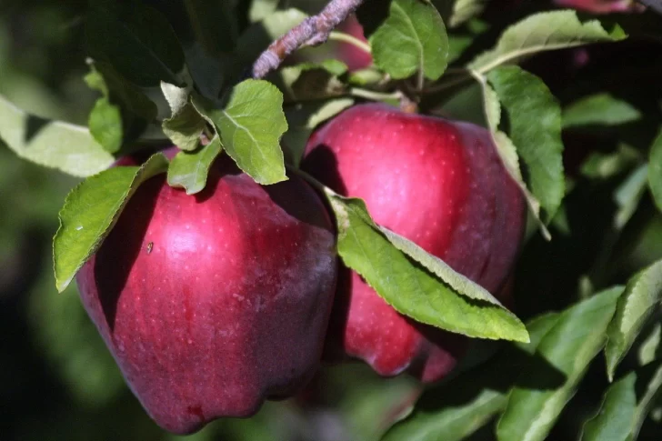 La vuelta del “calvados”