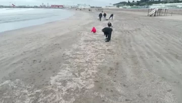 Misteriosa aparición de camarones en la orilla de Playa Grande Misteriosa aparición de camarones en la orilla de Playa Grande