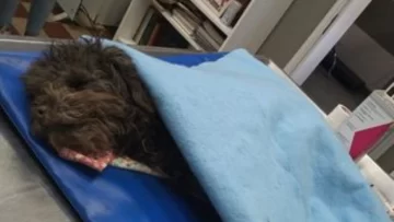 Pareja le dio una paliza al veterinario porque su caniche murió: el profesional está grave Pareja le dio una paliza al veterinario porque su caniche murió: el profesional está grave