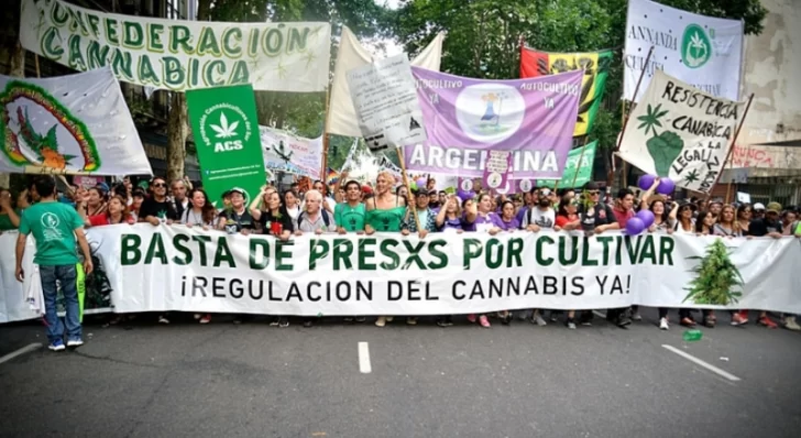 Cannabis: piensan un proyecto para despenalizar la tenencia y el autocultivo para uso adulto Cannabis: piensan un proyecto para despenalizar la tenencia y el autocultivo para uso adulto