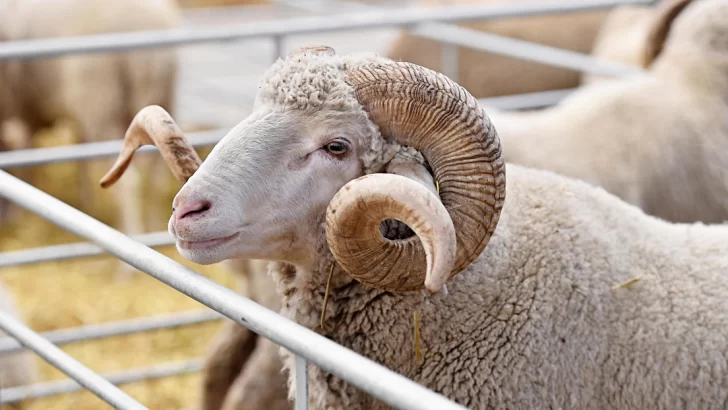 ¿Justicia? Un carnero fue sentenciado a tres años por matar a una mujer ¿Justicia? Un carnero fue sentenciado a tres años por matar a una mujer