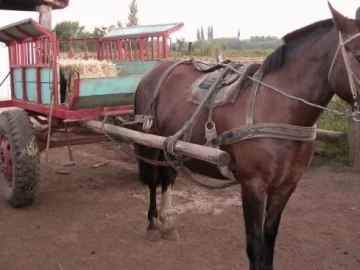 Una bebé y su mamá, heridas al ser atropelladas por una carretela