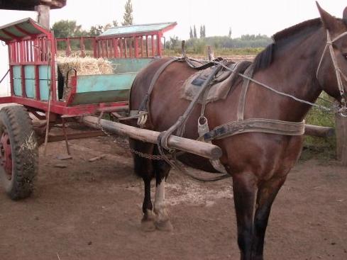 Una bebé y su mamá, heridas al ser atropelladas por una carretela