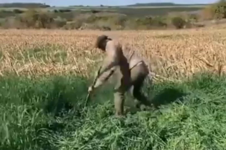 El particular entrenamiento de Cavani a los ‘machetazos’ en el campo